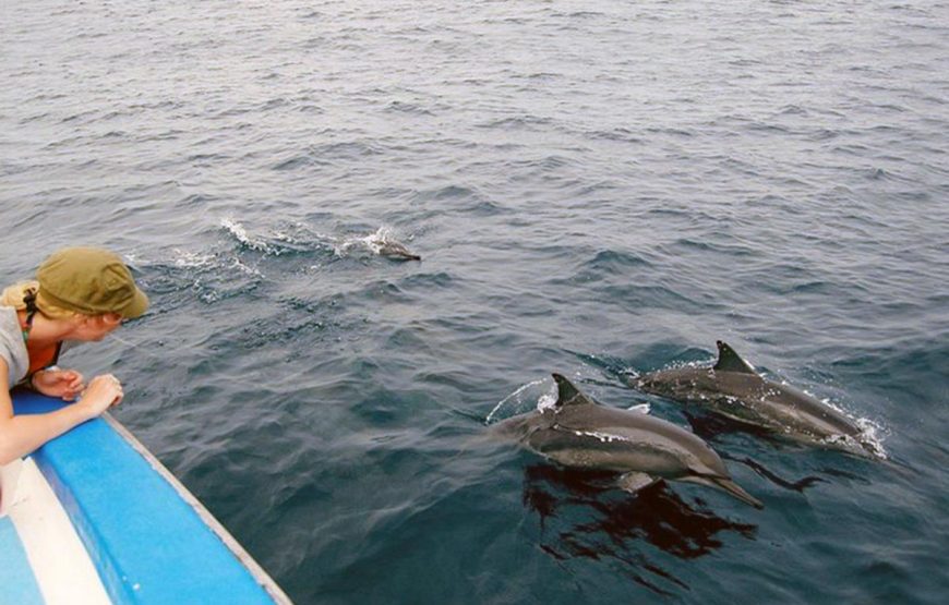 Mnemba Snorkeling Tour