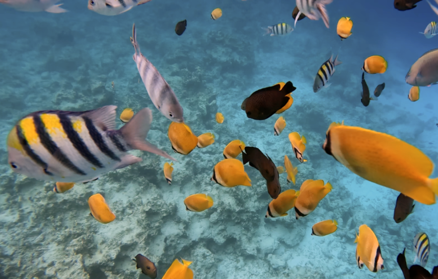 Mnemba Snorkeling Tour