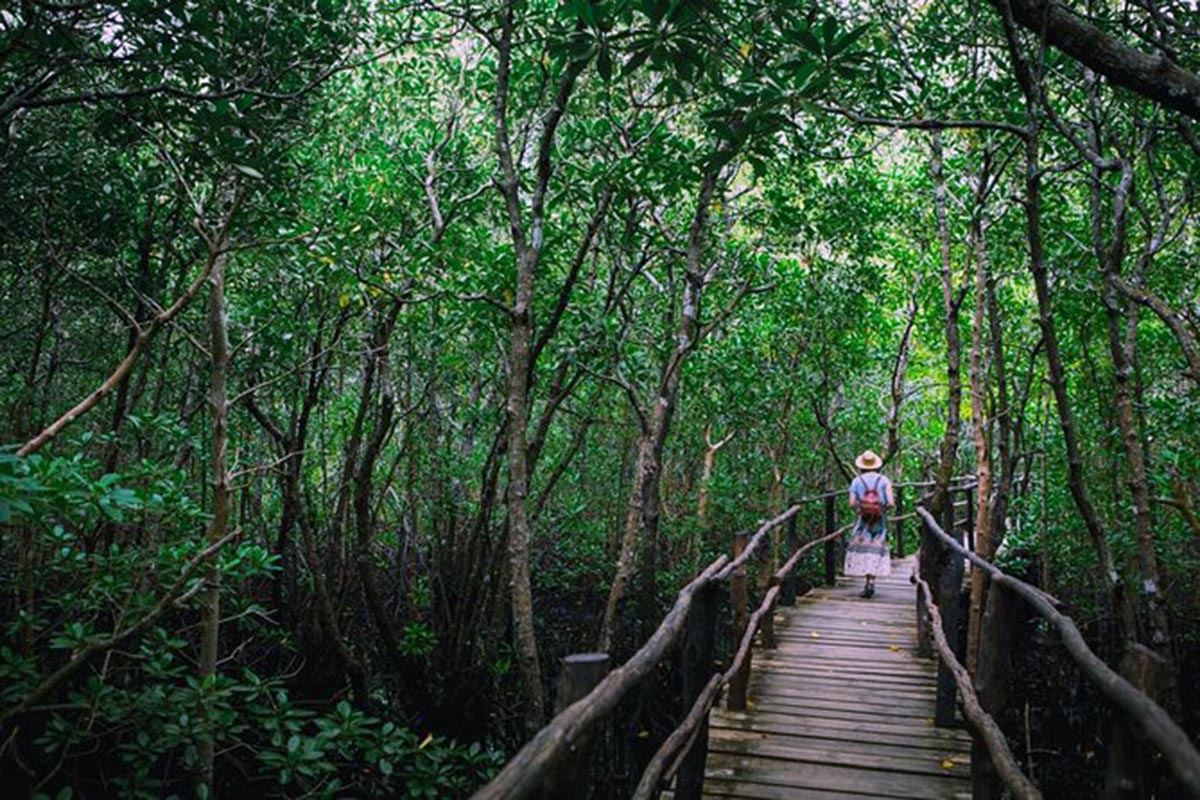 Jozani Forest - Zanzibar East, West, North, South