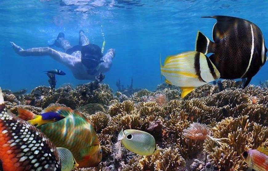 Mnemba Snorkeling Tour