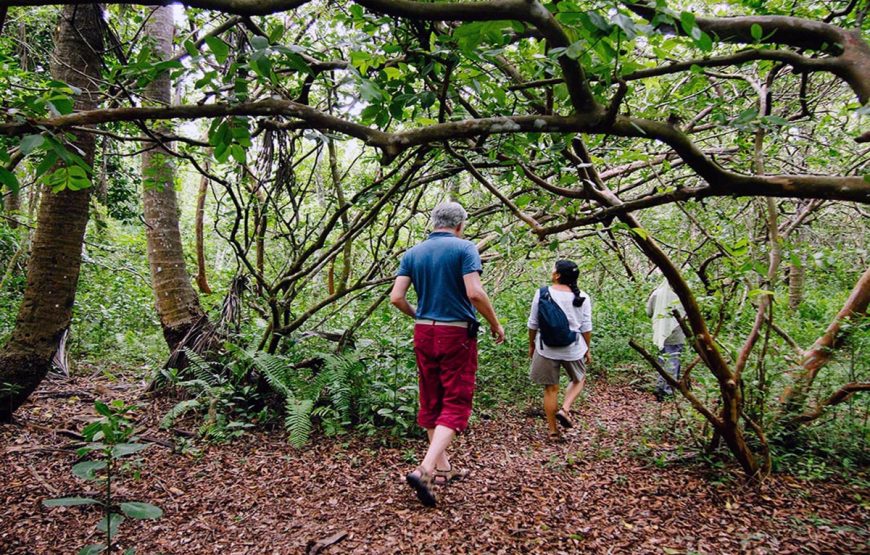 Jozani Forest Tour
