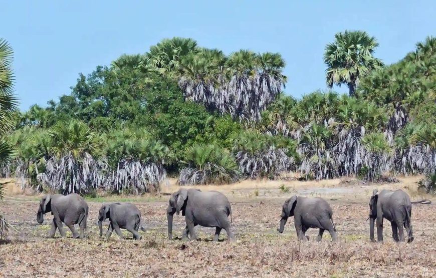 Selous Day Trip Safaris from Zanzibar