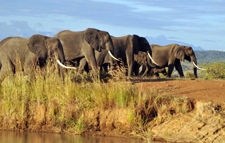 Mikumi Day Trip Safaris from Zanzibar