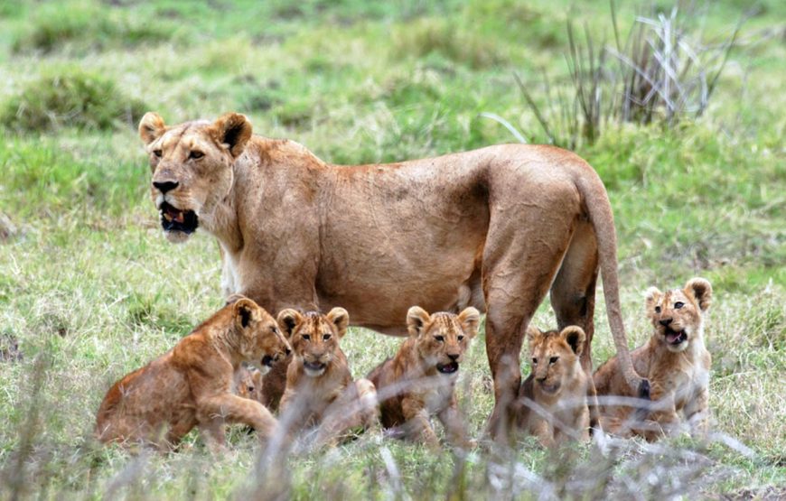 Mikumi Day Trip Safaris from Zanzibar