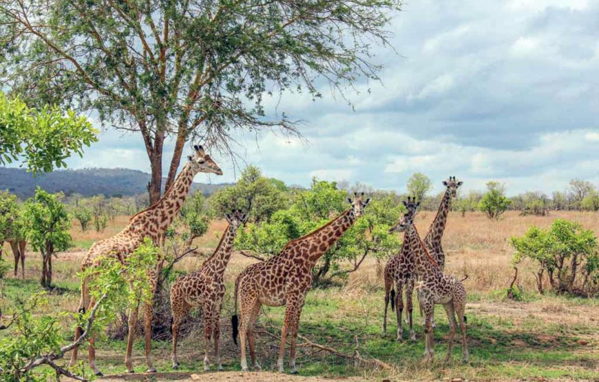 Mikumi Day Trip Safaris from Zanzibar