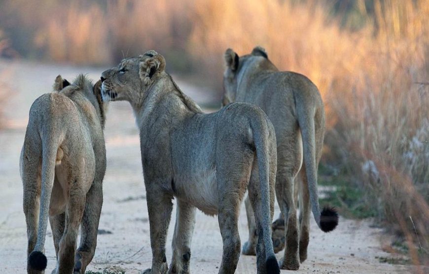 Selous Day Trip Safaris from Zanzibar