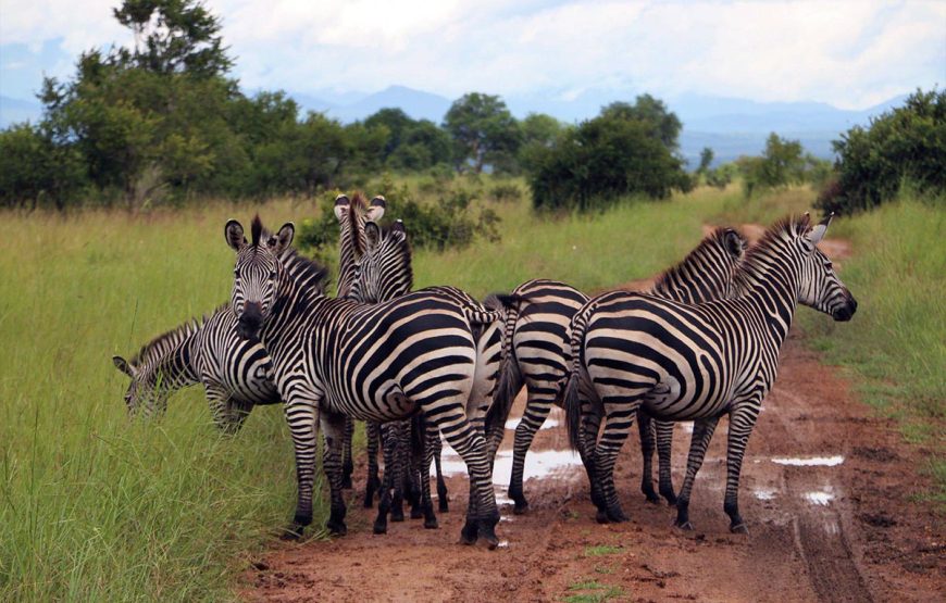 Mikumi Day Trip Safaris from Zanzibar