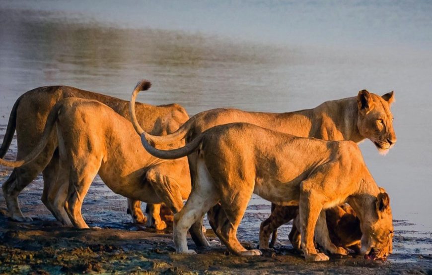 Selous Day Trip Safaris from Zanzibar