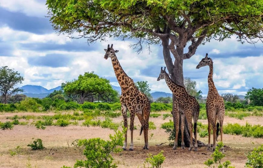 Mikumi Day Trip Safaris from Zanzibar