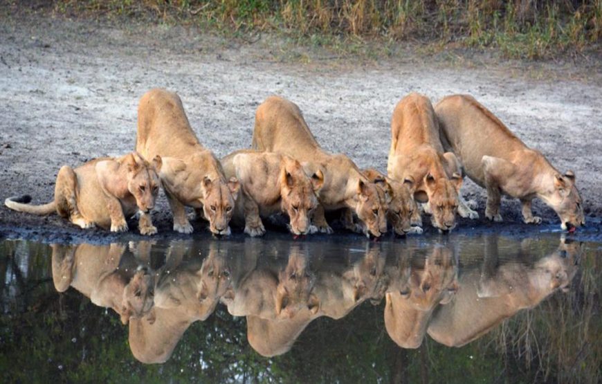 Selous Day Trip Safaris from Zanzibar