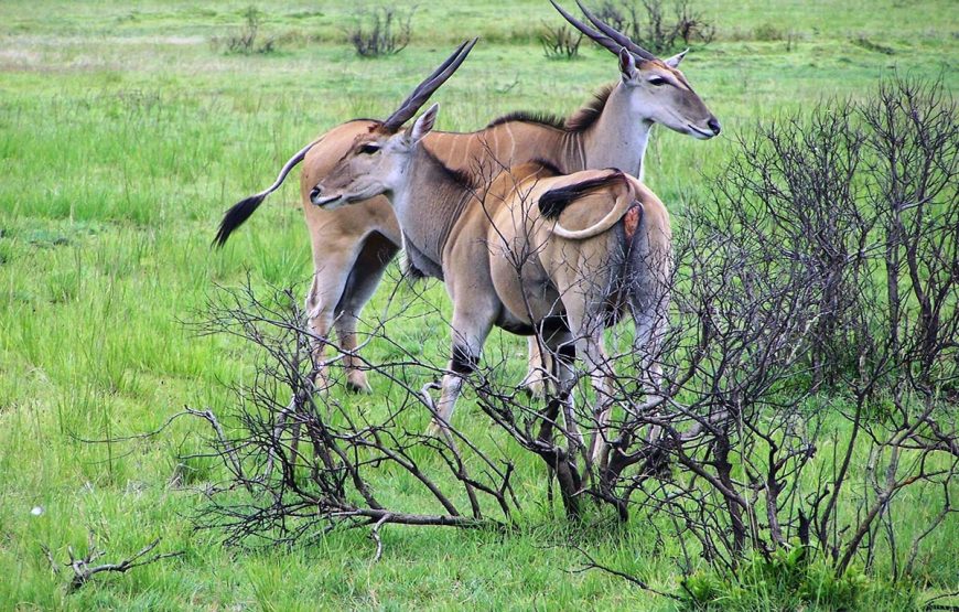 Selous Day Trip Safaris from Zanzibar