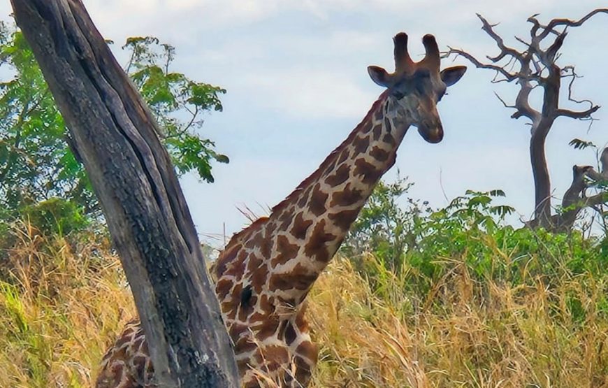 Mikumi Day Trip Safaris from Zanzibar
