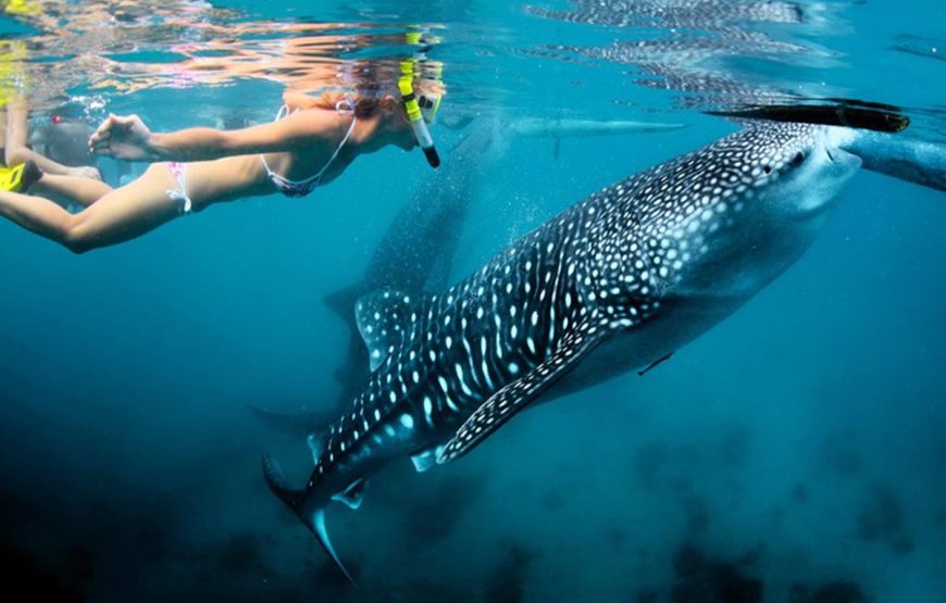 Mafia Whale Shark Adventure