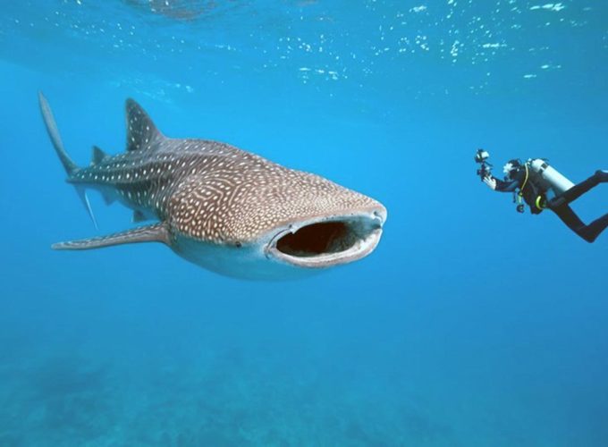 Mafia Whale Shark Adventure