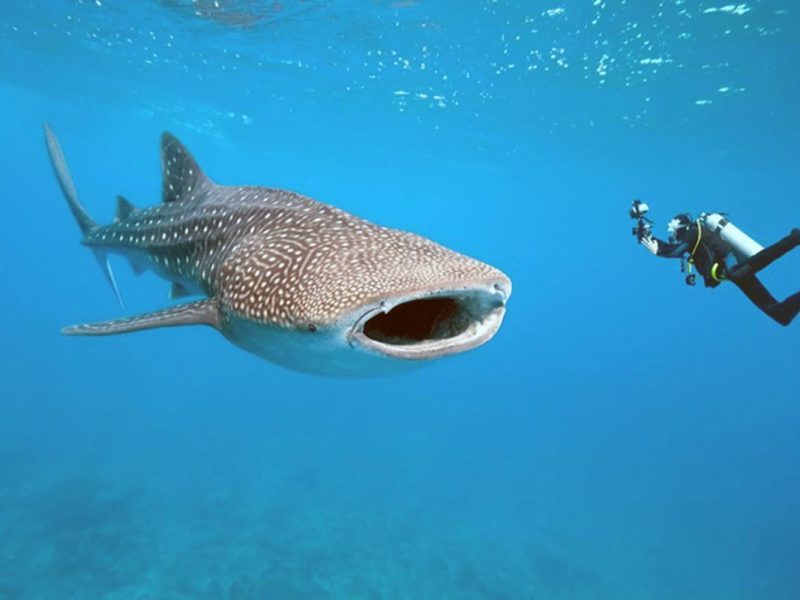 Mafia Whale Shark Adventure