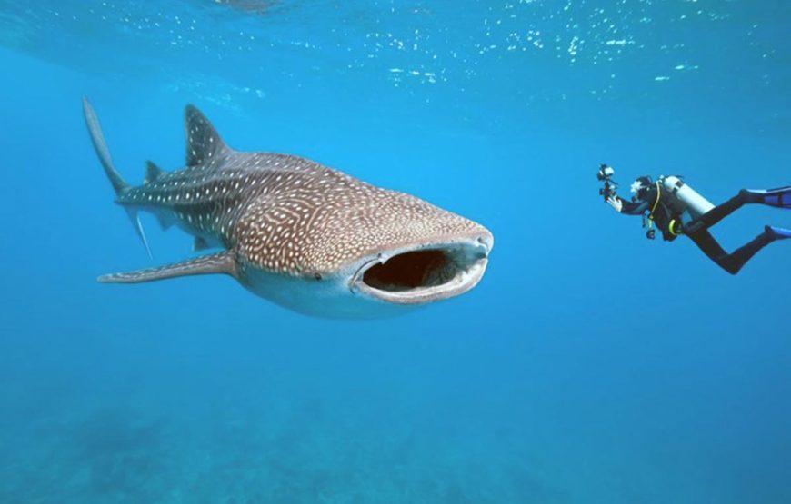 Mafia Whale Shark Adventure